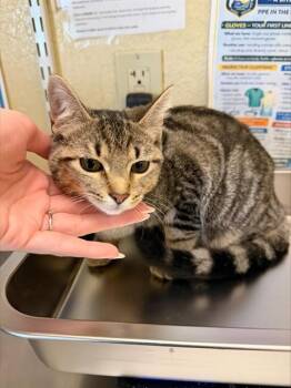KIWI -  Domestic Short Hair Cat for Adoption in Fort Myers, Florida - KIWI | PetCurious