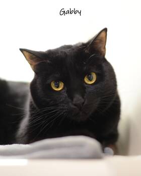 Gabby -  Domestic Short Hair Cat for Adoption in Watkinsville, Georgia - Gabby | PetCurious