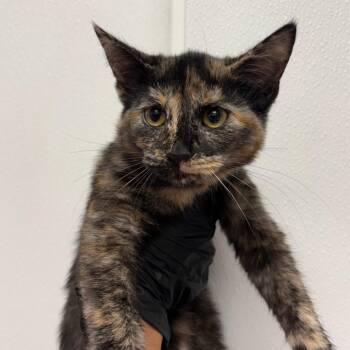 Kelsey -  Domestic Short Hair Cat for Adoption in Abilene, Texas - Kelsey | PetCurious