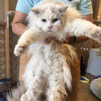 Biscuit -  Ragdoll Cat for Adoption in Corinth, Mississippi - Biscuit | PetCurious