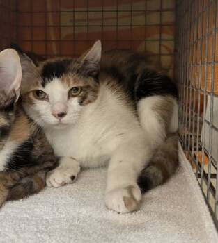 Rescue Domestic Short Hair Cats for Adoption in Honolulu, Hawaii - 59321924 | PetCurious