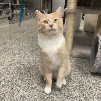 Domestic Short Hair Cats Available for Adoption - Mango | PetCurious