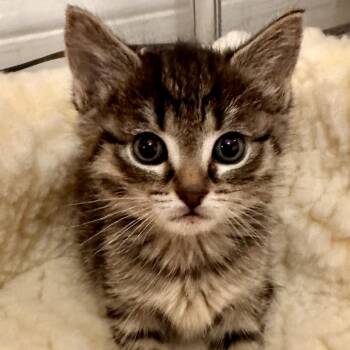 Fudge Stripe -  Domestic Short Hair Cat for Adoption in Bel Air, Maryland - Fudge Stripe | PetCurious
