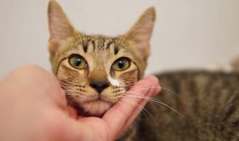 Rory -  Domestic Short Hair Cat for Adoption in West Palm Beach, Florida - Rory | PetCurious