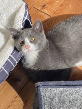 Rescue Domestic Short Hair Cats for Adoption in Burlington, Washington - Rico | PetCurious