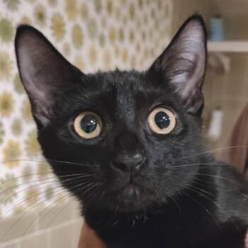 Bocephus -  Domestic Short Hair Cat for Adoption in Titusville, Florida - Bocephus | PetCurious