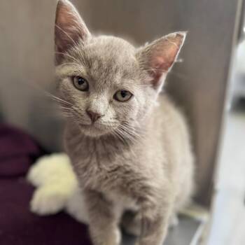 Sputter -  Domestic Short Hair Cat Available for Adoption in Asheville, North Carolina - Sputter | PetCurious