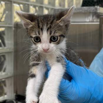 Domestic Short Hair Cats Available for Adoption in West Palm Beach, Florida - Kylo | PetCurious