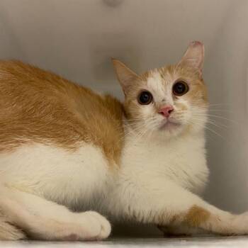 Domestic Short Hair Cats Available for Adoption in Aurora, Colorado - ELLA-BARN CAT | PetCurious