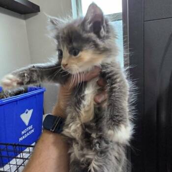 New Baby 5 -  Domestic Medium Hair Cat for Adoption in Maple Falls, Washington - New Baby 5 | PetCurious