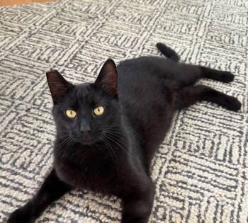Domestic Short Hair Cats Available for Adoption in Oakland, California - Giovanni (bonded With Francesca) | PetCurious
