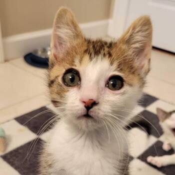 Tom Kitten -  Domestic Short Hair Cat for Adoption in Valdosta, Georgia - Tom Kitten | PetCurious