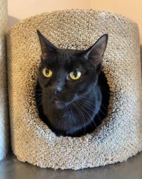 Rescue Domestic Short Hair Cats for Adoption in Hamilton, Ontario - Scooby Doo | PetCurious