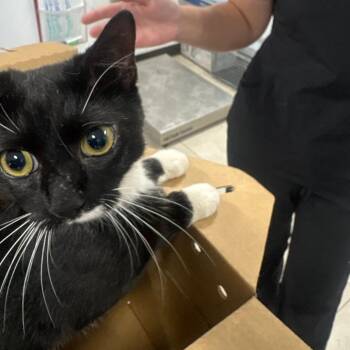 Peppa -  Domestic Short Hair Cat for Adoption in Newark, New Jersey - Peppa | PetCurious