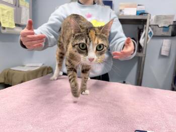 Domestic Short Hair Cats Available for Adoption in Raleigh, North Carolina - Meowscarada | PetCurious