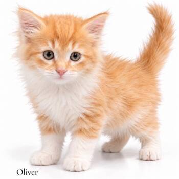 Oliver -  Domestic Long Hair Cat for Adoption in Stevensville, Michigan - Oliver | PetCurious