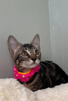 Rescue Domestic Short Hair Cats for Adoption in Picayune, Mississippi - Bettie Davis | PetCurious