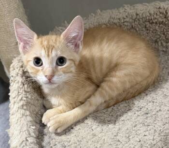 Blaze -  Domestic Short Hair Cat for Adoption in East Hanover, New Jersey - Blaze | PetCurious