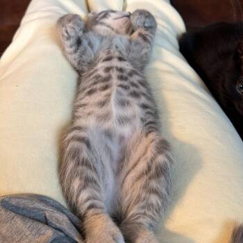 Rory -  Domestic Short Hair Cat for Adoption in Fairfax Station, Virginia - Rory | PetCurious