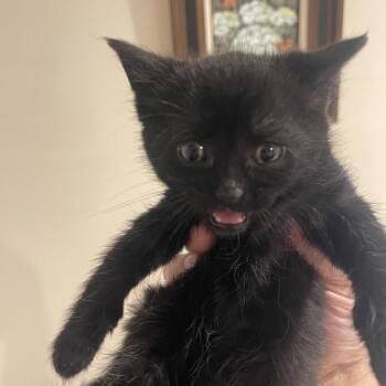 Curly in Springfield, VA -  Domestic Short Hair Cat Available for Adoption - Curly In Springfield, VA | PetCurious
