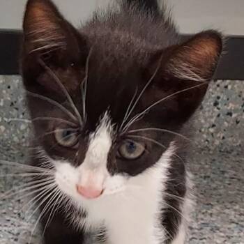 Hotdog Harvey -  Domestic Short Hair Cat for Adoption in Dayton, Ohio - Hotdog Harvey | PetCurious