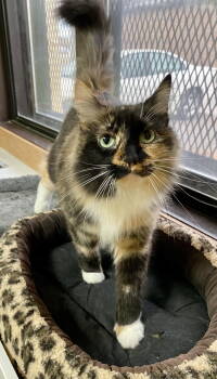 Rescue Domestic Long Hair and Tortoiseshell Cats for Adoption in Fargo, North Dakota - Vivian | PetCurious