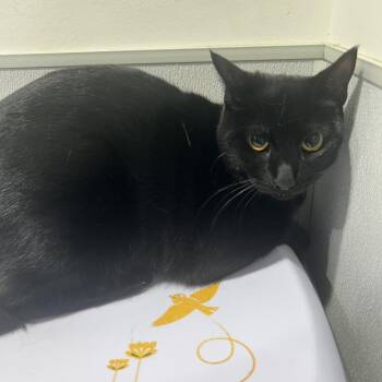 Domestic Short Hair Cats Available for Adoption - Wednesday | PetCurious