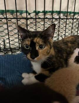 Rescue Domestic Short Hair Cats for Adoption in Chicago, Illinois - Reese | PetCurious