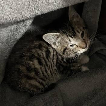 Domestic Medium Hair Cats Available for Adoption in Richmond Hill, Georgia - Oakley | PetCurious
