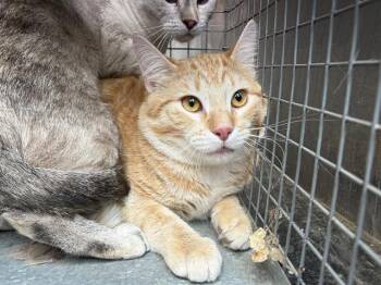 A123426 -  Domestic Short Hair Cat for Adoption in West Valley City, Utah - A123426 | PetCurious