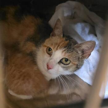 Domestic Short Hair Cats Available for Adoption in Corinth, Mississippi - Memaw | PetCurious