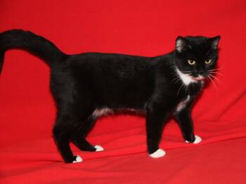 Rescue Tuxedo and Domestic Short Hair Cats for Adoption in Marietta, Ohio - Ragatha (Spayed) (Empty-Nester) (Photos 11/21/2025) | PetCurious