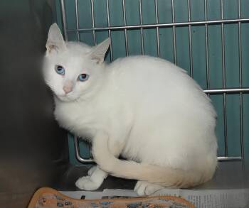 DUNCAN -  Domestic Short Hair Cat for Adoption in Pasadena, California - DUNCAN | PetCurious