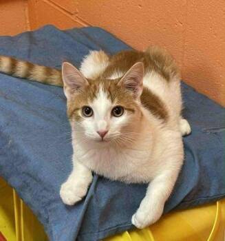 Rescue American Shorthair Cats for Adoption in Philippi, West Virginia - Chex | PetCurious