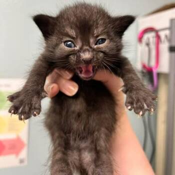 Bluebell -  Domestic Short Hair Cat for Adoption in Edwardsville, Illinois - Bluebell | PetCurious