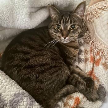 Penny -  Domestic Short Hair Cat for Adoption in Woodinville, Washington - Penny | PetCurious
