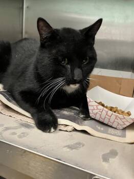 BILOXI -  Domestic Short Hair Cat Available for Adoption in Dallas, Texas - BILOXI | PetCurious