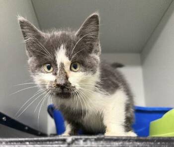 Domestic Medium Hair Cats Available for Adoption - Arlo | PetCurious