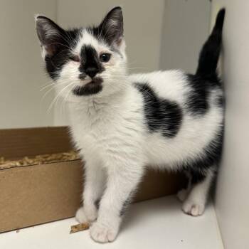 Rescue Domestic Short Hair Cats for Adoption in Ambler, Pennsylvania - Moo (Has One Eye) | PetCurious