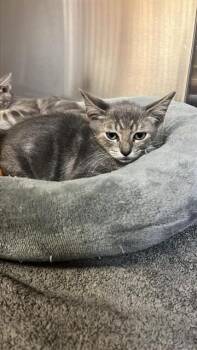 WALTER -  Domestic Short Hair Cat for Adoption in Corpus Christi, Texas - WALTER | PetCurious