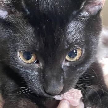 Egg -  Domestic Short Hair Cat for Adoption in Harrisonburg, Virginia - Egg | PetCurious