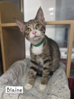 Blaine      PIA -  Domestic Short Hair Cat for Adoption in Metamora, Illinois - Blaine      PIA | PetCurious