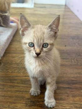 Reeses -  Siamese and Domestic Short Hair Cat for Adoption in Fort Worth, Texas - Reeses | PetCurious