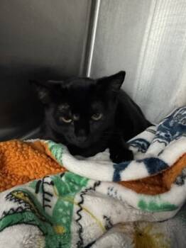 Rescue Domestic Short Hair Cats for Adoption in Fort Worth, Texas - Bert | PetCurious