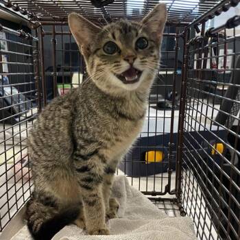 Keke -  Domestic Short Hair Cat for Adoption in Des Moines, Iowa - Keke | PetCurious