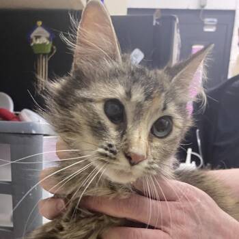 Domestic Long Hair Cats Available for Adoption - Chipmunk | PetCurious