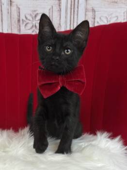 Panther -  Domestic Short Hair and Bombay Cat for Adoption in Pasadena, Texas - Panther | PetCurious