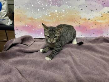 SUMMER -  Domestic Short Hair Cat for Adoption in Modesto, California - SUMMER | PetCurious