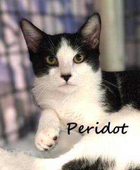 Rescue Tuxedo and Domestic Short Hair Cats for Adoption in Warwick, New York - Peridot | PetCurious