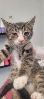 GLIDER -  Domestic Short Hair Cat for Adoption in West Chester, Pennsylvania - GLIDER | PetCurious